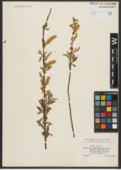 Foto von Salix alba L.